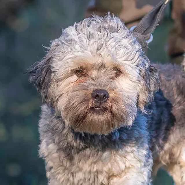 Obelix,  mixed breed for adoption at SPA de Loire Atlantique, Nantes