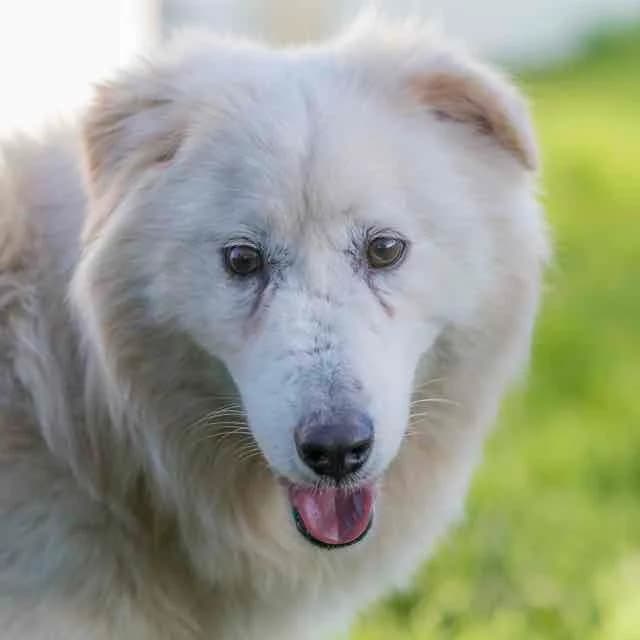 Forest, male 4yo mixed breed for adoption at SPA de Loire Atlantique, Nantes