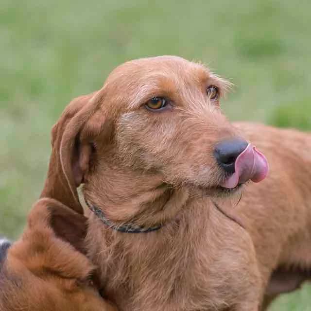 Lilas,  Mixed Breed for adoption at SPA de Loire Atlantique, Nantes