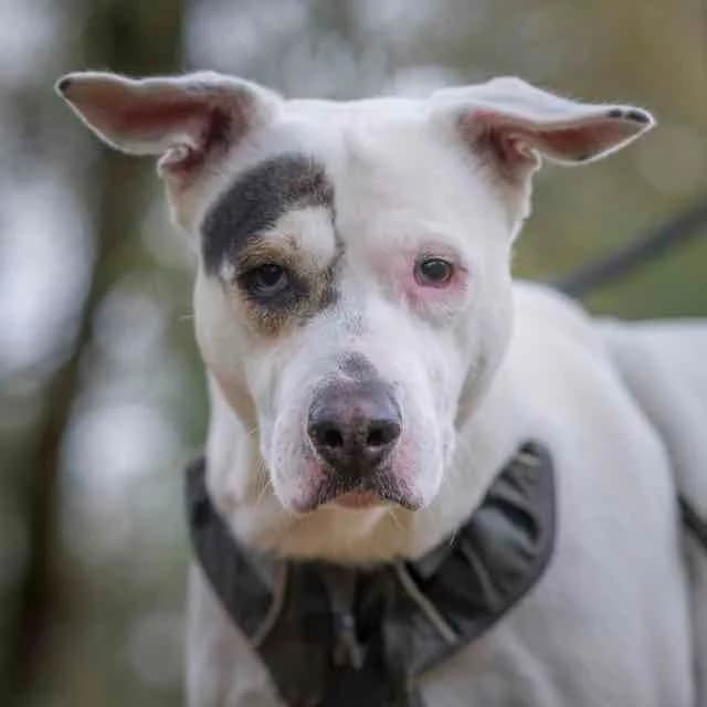 Alaska, female young Staffordshire Bull Terrier for adoption at SPA de Loire Atlantique, Nantes