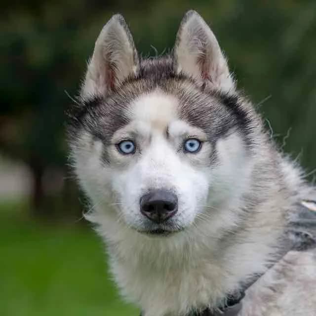 Obelisk,  Mixed Breed for adoption at SPA de Loire Atlantique, Nantes