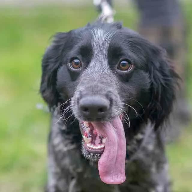 Linus,  Mixed Breed for adoption at SPA de Loire Atlantique, Nantes
