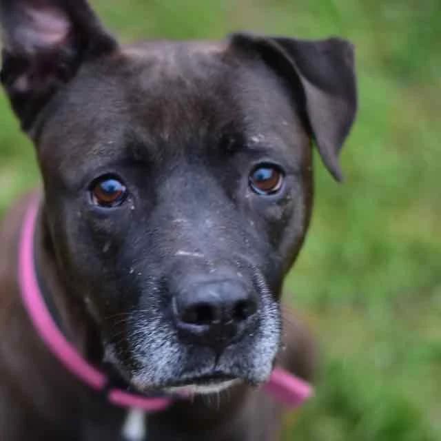 Maya,  mixed breed for adoption at SPA de Loire Atlantique, Nantes
