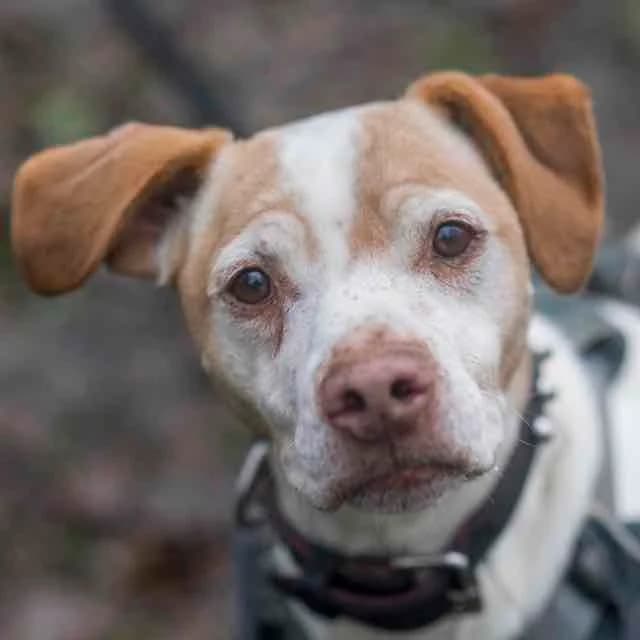 Remus,  young Pointer for adoption at SPA de Loire Atlantique, Nantes