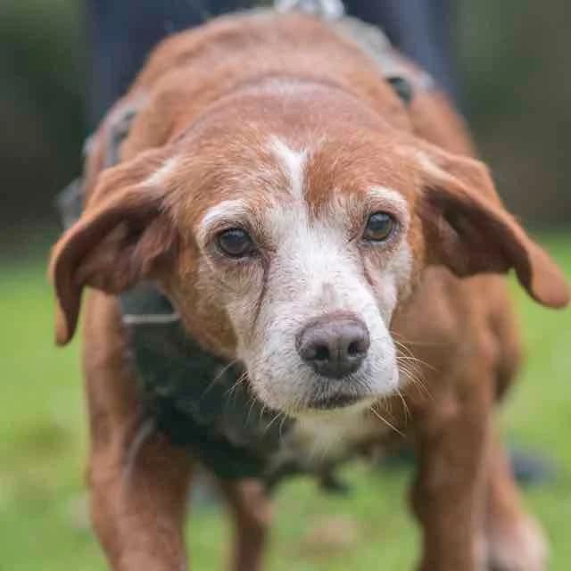 Amalthée, female senior Beagle for adoption at SPA de Loire Atlantique, Nantes