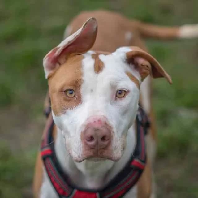 Zelda, mixed breed for adoption at SPA de Loire Atlantique, Nantes