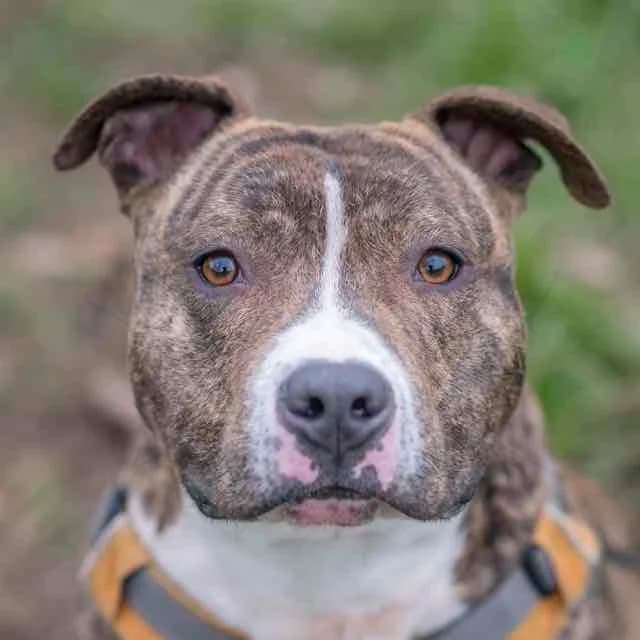 Ranger,  Mixed Breed for adoption at SPA de Loire Atlantique, Nantes