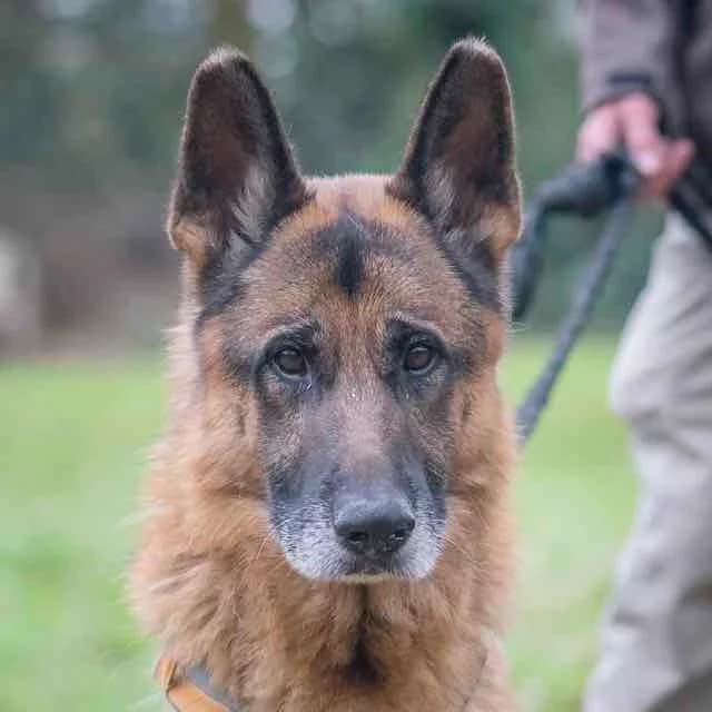 Nerigwen,  Mixed Breed for adoption at SPA de Loire Atlantique, Nantes