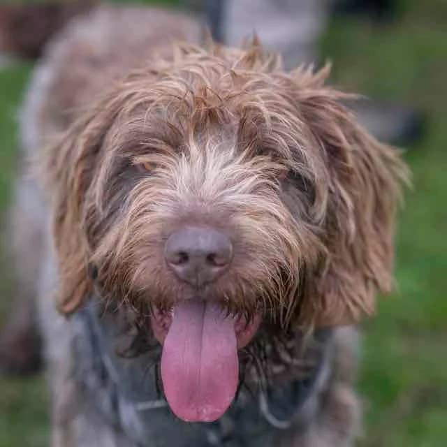 Gims,  Mixed Breed for adoption at SPA de Loire Atlantique, Nantes