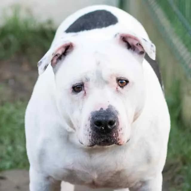 Pacco,  Mixed Breed for adoption at SPA de Loire Atlantique, Nantes