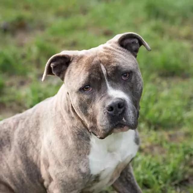 Raptor,  Mixed Breed for adoption at SPA de Loire Atlantique, Nantes