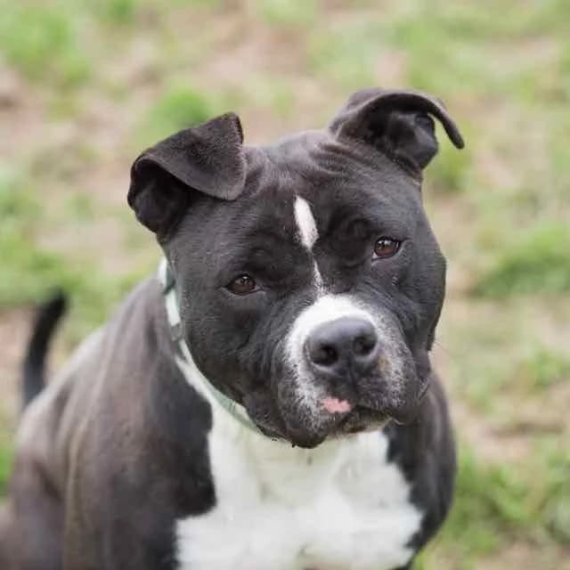 Boyka, male 4yo mixed breed for adoption at SPA de Loire Atlantique, Nantes