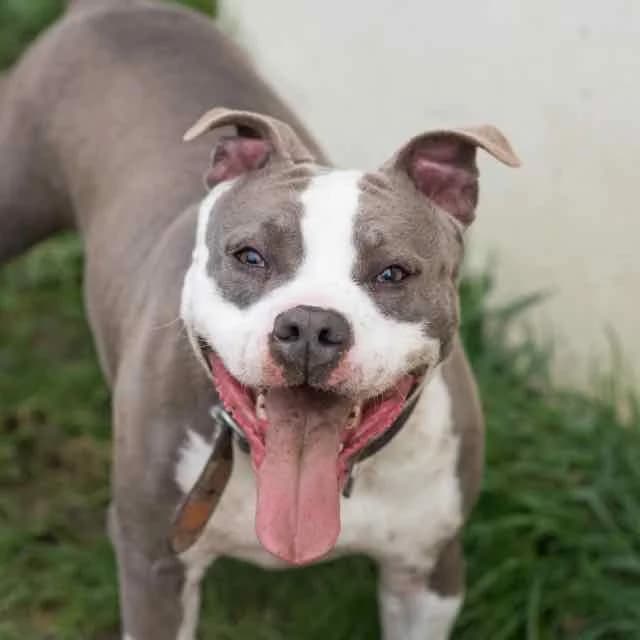 Taaz,  Mixed Breed for adoption at SPA de Loire Atlantique, Nantes