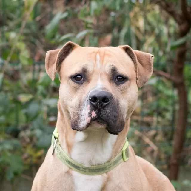 Bogota,  American Staffordshire Terrier for adoption at SPA de Loire Atlantique, Nantes