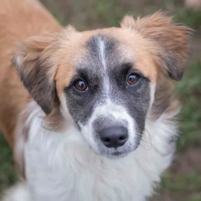 Zadig, mixed breed for adoption at SPA de Loire Atlantique, Nantes