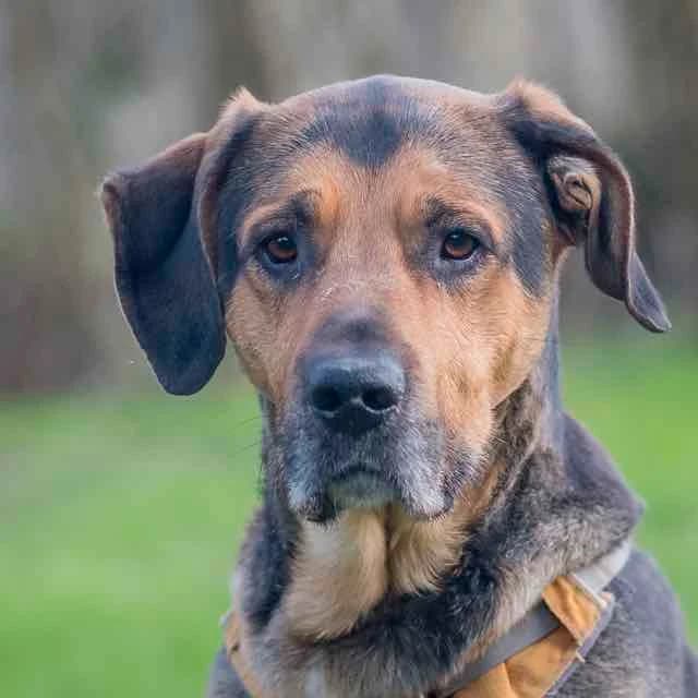 Hubert, mixed breed for adoption at SPA de Loire Atlantique, Nantes