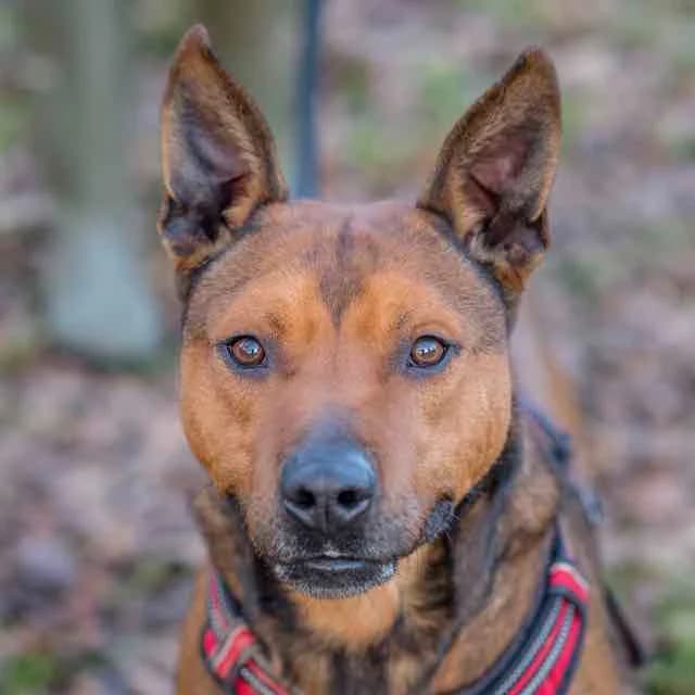 Lazer,  Belgian Malinois for adoption at SPA de Loire Atlantique, Nantes