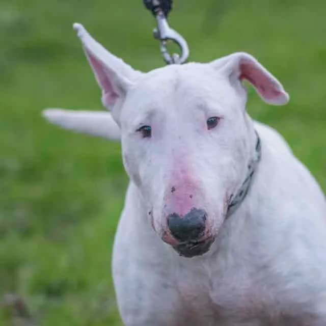 Loko, Mixed Breed for adoption at SPA de Loire Atlantique, Nantes