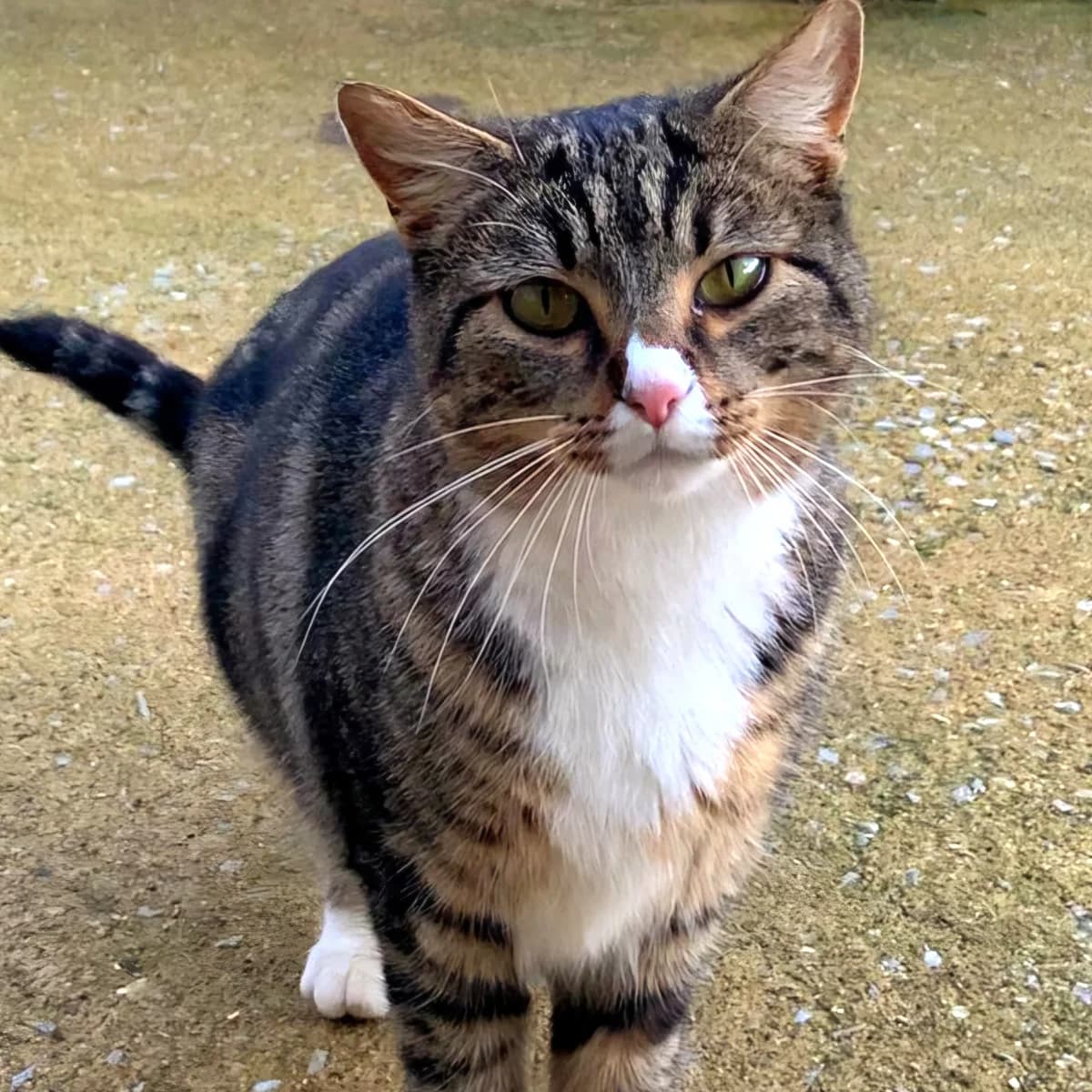 Limoncello, Mixed Breed for adoption at SPA de Loire Atlantique, Nantes