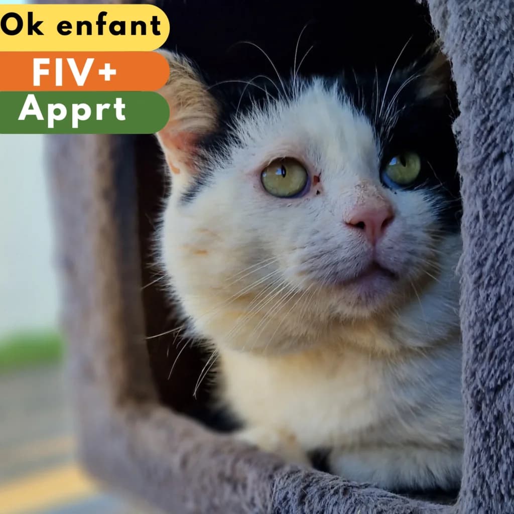Rocket,  Mixed Breed for adoption at SPA de Loire Atlantique, Nantes