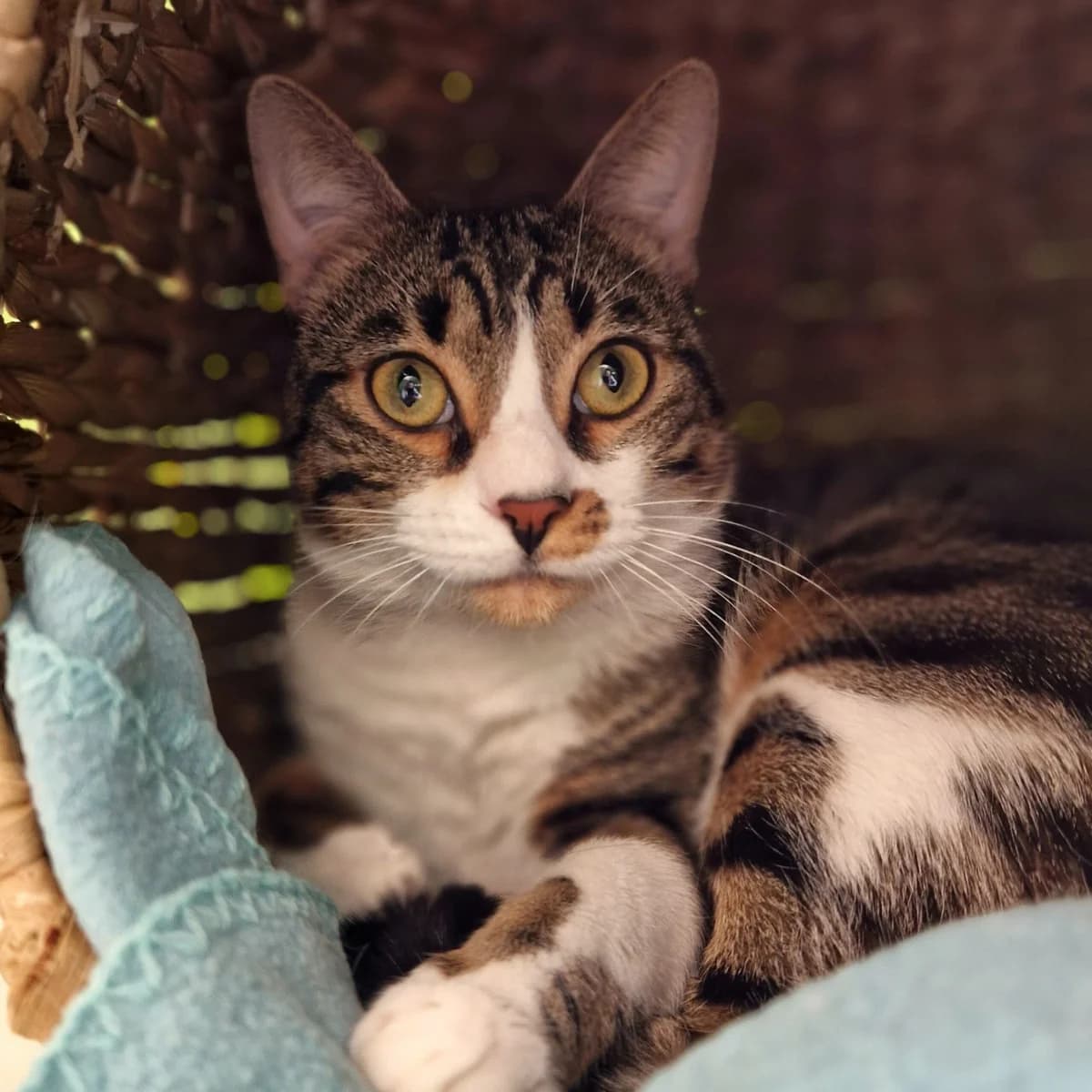 Squid,  Mixed Breed for adoption at SPA de Loire Atlantique, Nantes