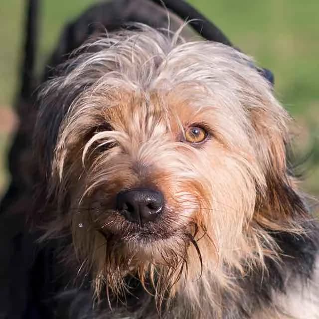 Gros Pato, male 5yo Yorkshire Terrier for adoption at SPA de Loire Atlantique, Nantes