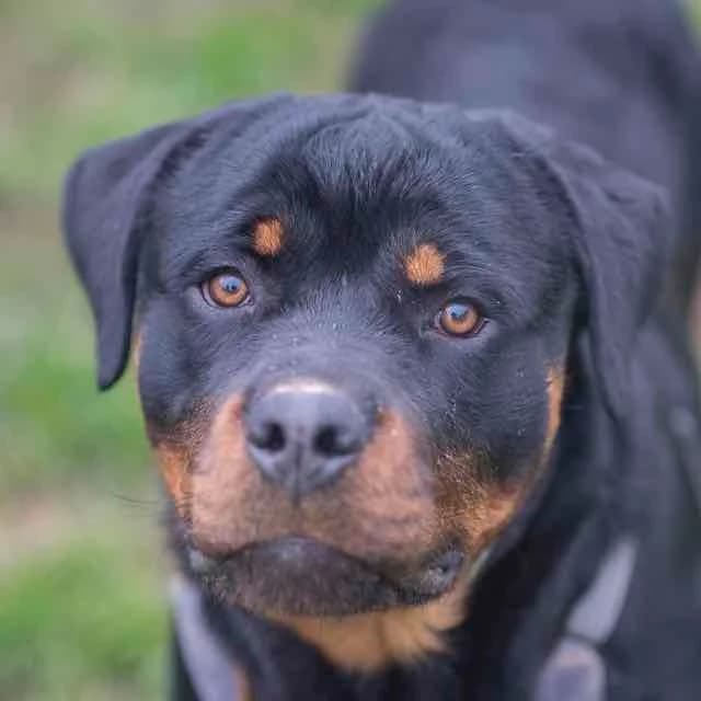 Toto,  Mixed Breed for adoption at SPA de Loire Atlantique, Nantes