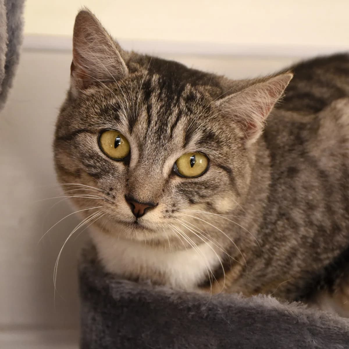 Alona,  Mixed Breed for adoption at SPA de Loire Atlantique, Nantes