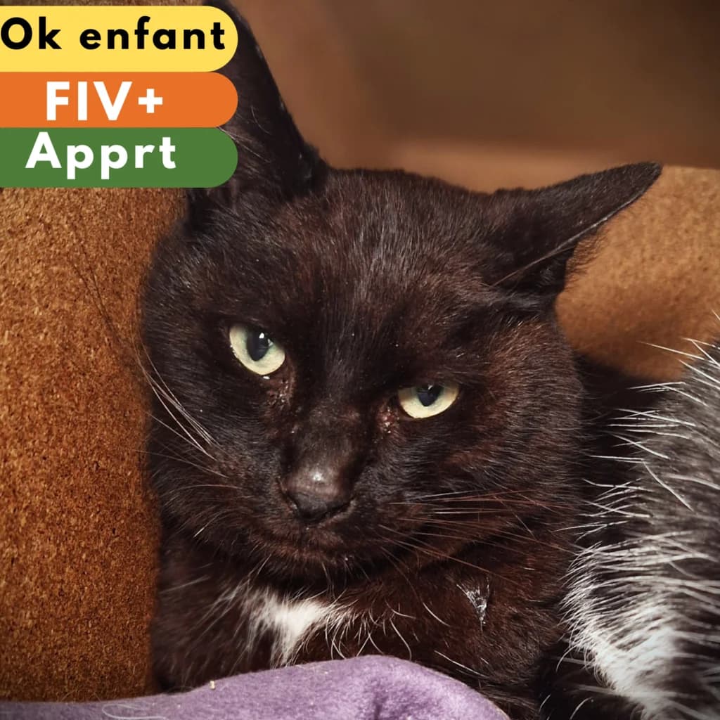 Fonzy,  Mixed Breed for adoption at SPA de Loire Atlantique, Nantes