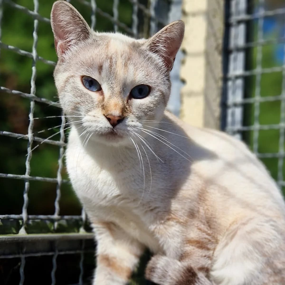 Djadja,  Mixed Breed for adoption at SPA de Loire Atlantique, Nantes