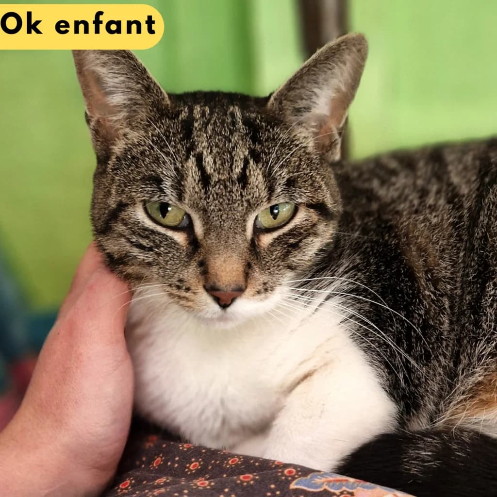 Ixelle,  Mixed Breed for adoption at SPA de Loire Atlantique, Nantes