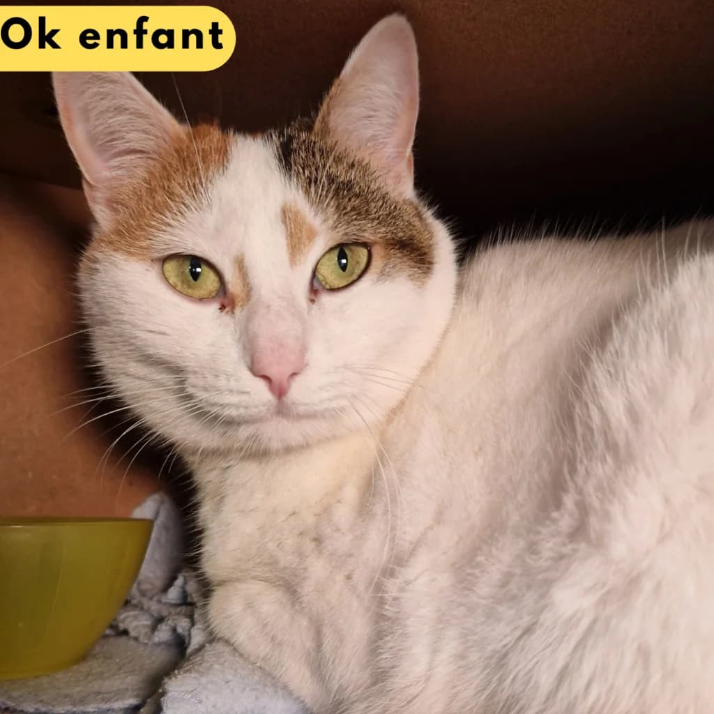 Meringue,  Mixed Breed for adoption at SPA de Loire Atlantique, Nantes
