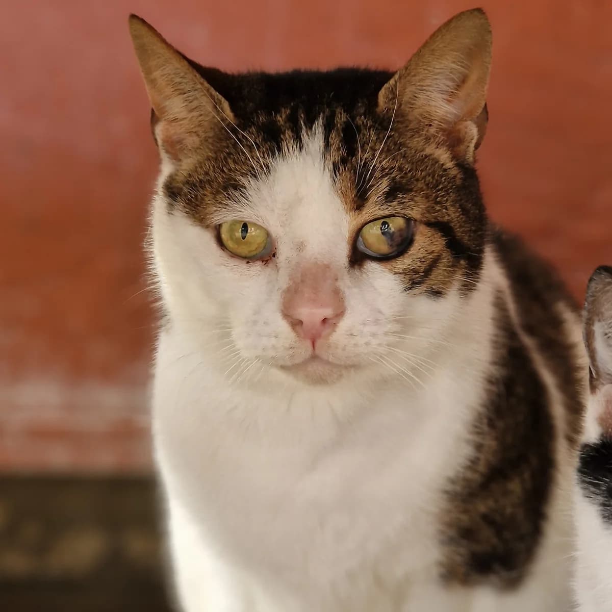 Mirabelle,  Mixed Breed for adoption at SPA de Loire Atlantique, Nantes