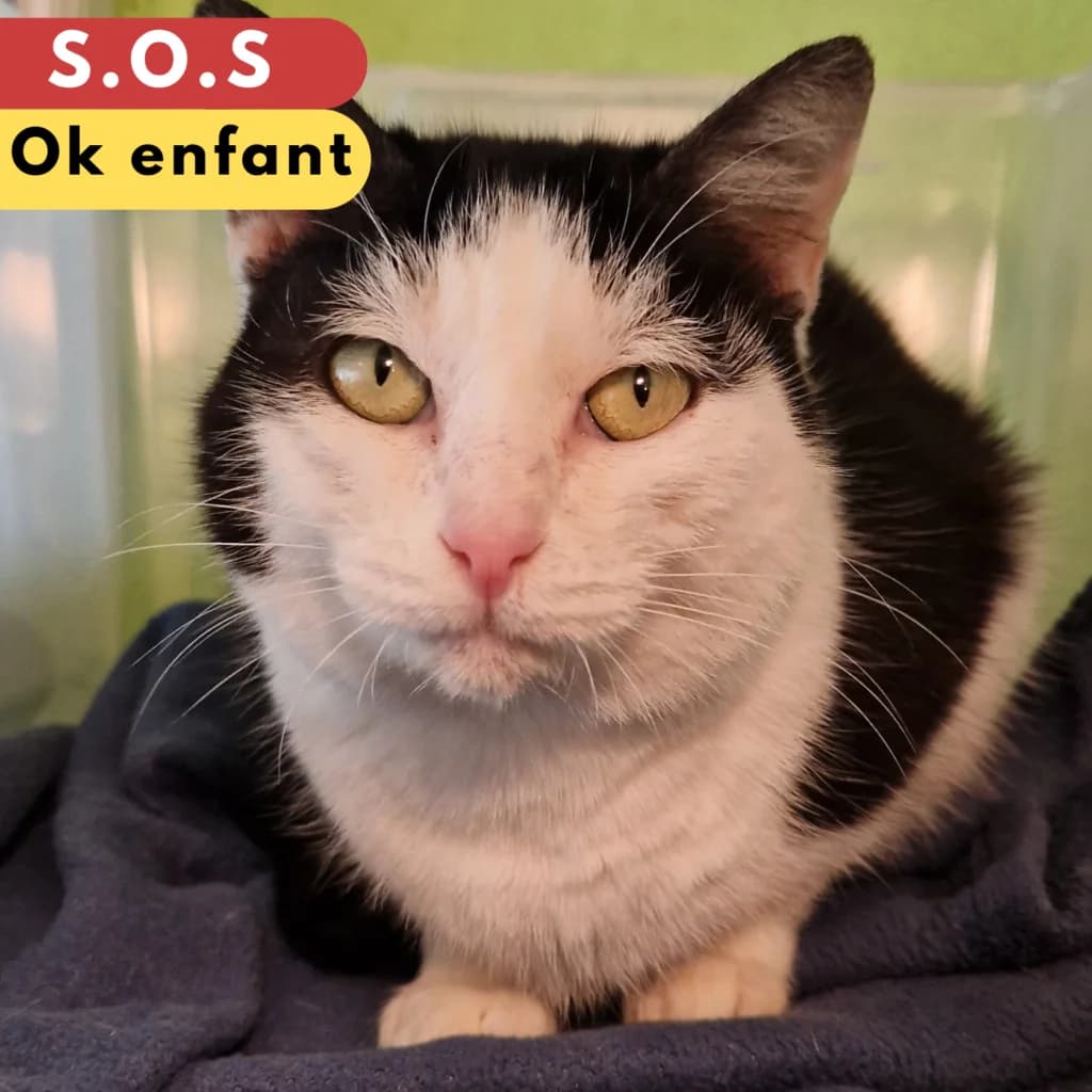 Mohair,  Mixed Breed for adoption at SPA de Loire Atlantique, Nantes