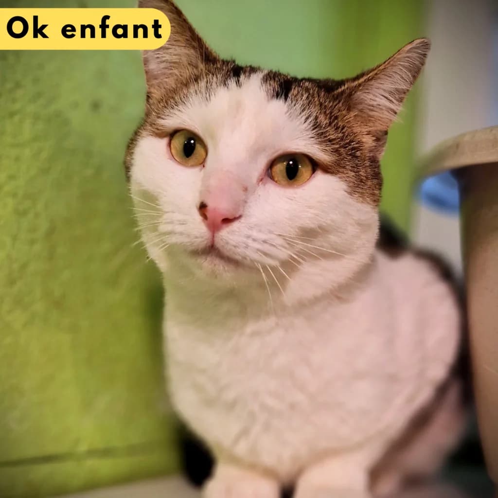 Nakin,  Mixed Breed for adoption at SPA de Loire Atlantique, Nantes