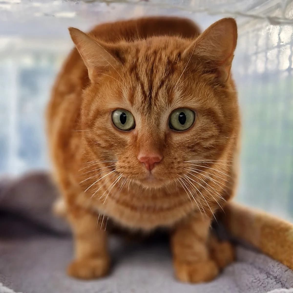 Speculos,  Mixed Breed for adoption at SPA de Loire Atlantique, Nantes