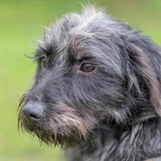 Whool,  mixed breed for adoption at SPA de Loire Atlantique, Nantes