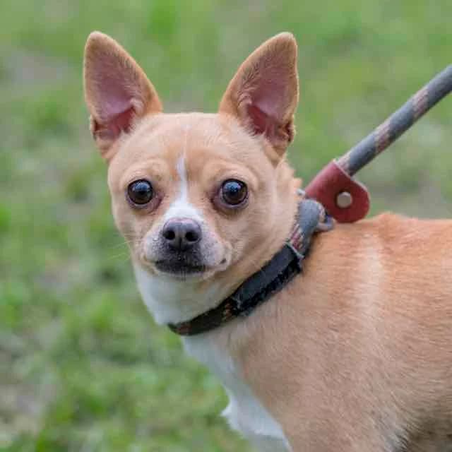 Kiss Me,  Mixed Breed for adoption at SPA de Loire Atlantique, Nantes