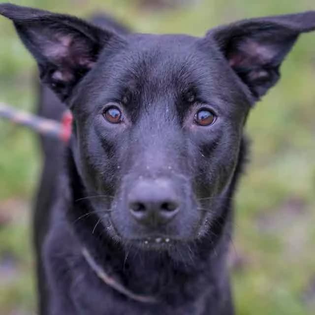 Bubka,  mixed breed for adoption at SPA de Loire Atlantique, Nantes