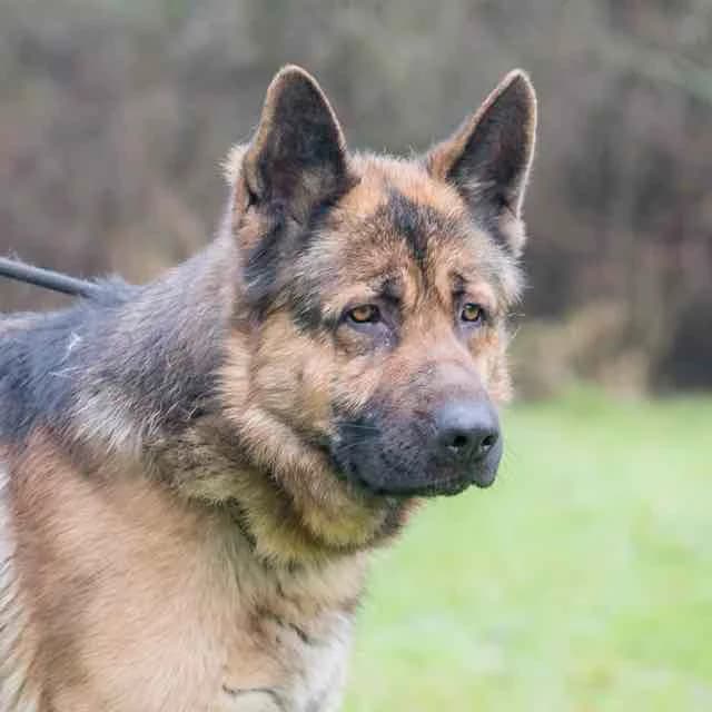 Rix, male 6yo Mixed Breed for adoption at SPA de Loire Atlantique, Nantes
