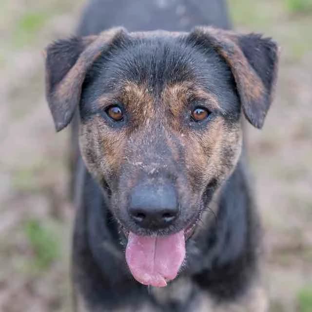 Indian,  mixed breed for adoption at SPA de Loire Atlantique, Nantes