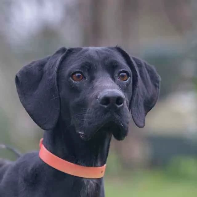 Toupie,  Mixed Breed for adoption at SPA de Loire Atlantique, Nantes