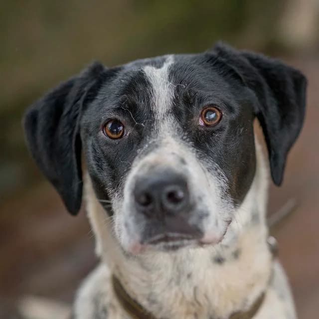 Gaston, male young Pointer for adoption at SPA de Loire Atlantique, Nantes