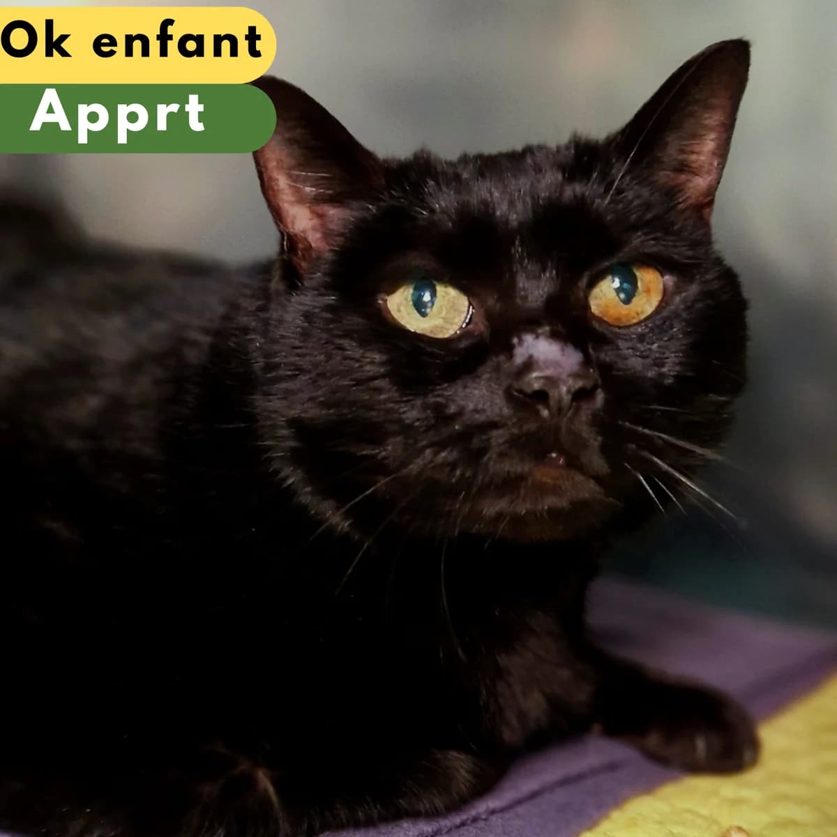 Moby Dick,  Mixed Breed for adoption at SPA de Loire Atlantique, Nantes