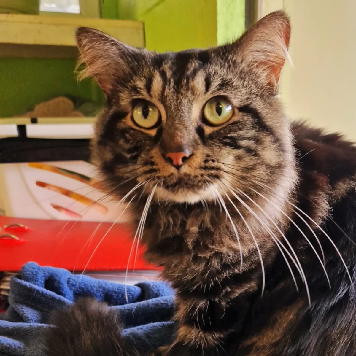 Vivaldi,  Mixed Breed for adoption at SPA de Loire Atlantique, Nantes