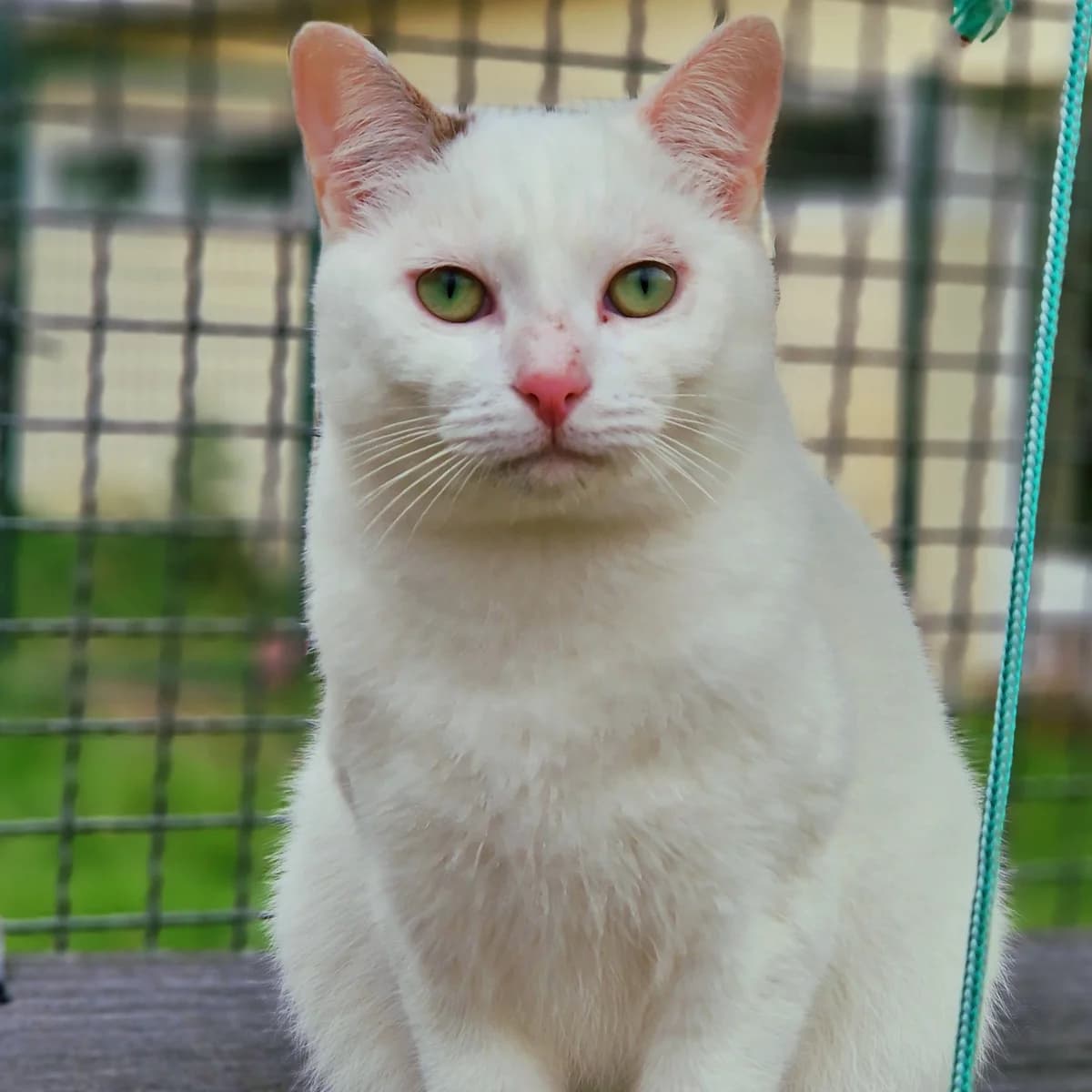 Youko,  Mixed Breed for adoption at SPA de Loire Atlantique, Nantes