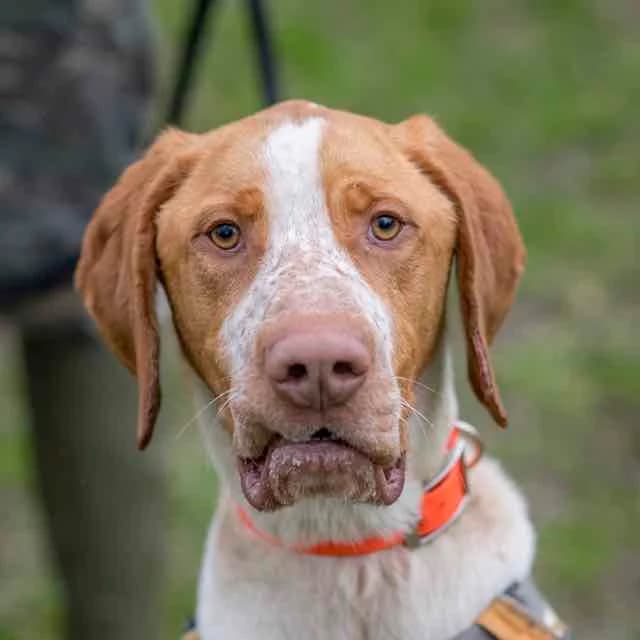 Uby,  Mixed Breed for adoption at SPA de Loire Atlantique, Nantes