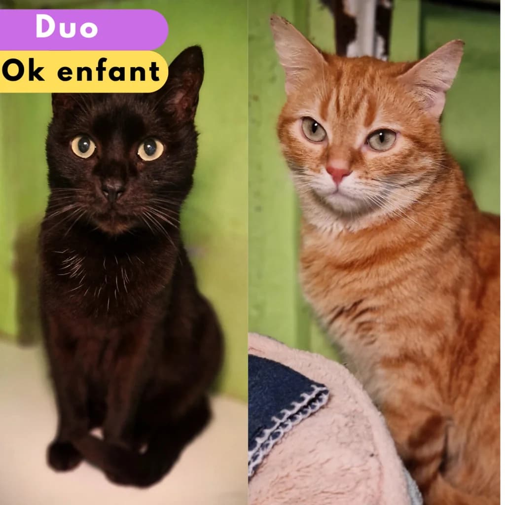 Daktari et Tourbillon,  Mixed Breed for adoption at SPA de Loire Atlantique, Nantes