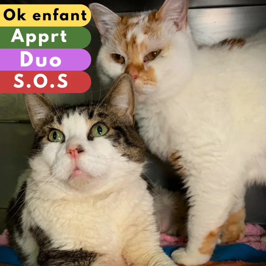 Pistache et Melva,  Mixed Breed for adoption at SPA de Loire Atlantique, Nantes