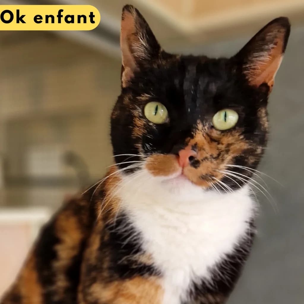 Croquette,  Mixed Breed for adoption at SPA de Loire Atlantique, Nantes
